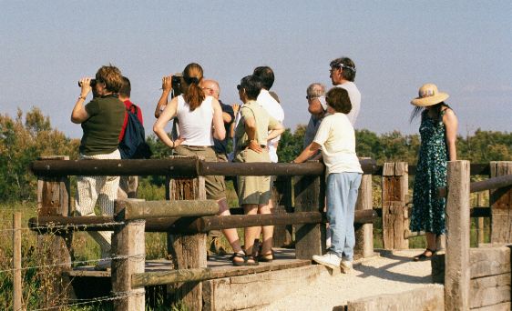 camargue3a.jpg (49016 bytes)