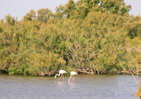 camargue3b.jpg (47087 bytes)
